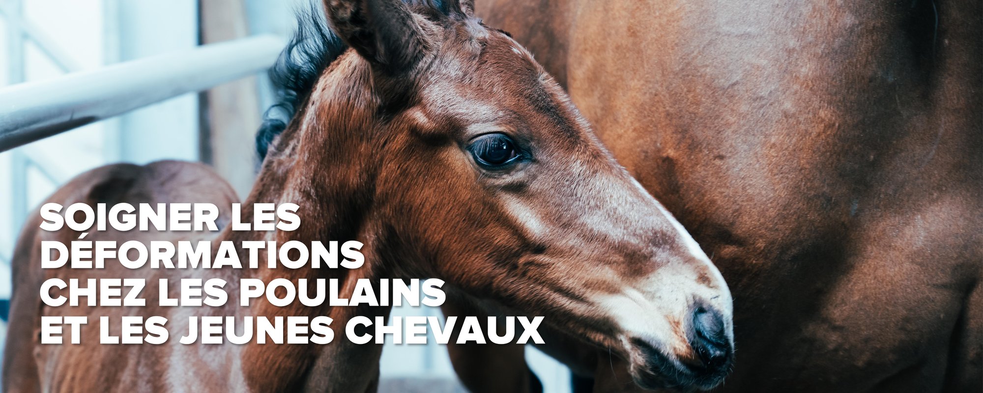 Deformities in foals (banner FR)