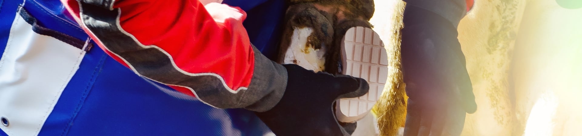 Header_Eurofers_Bovi-Bond