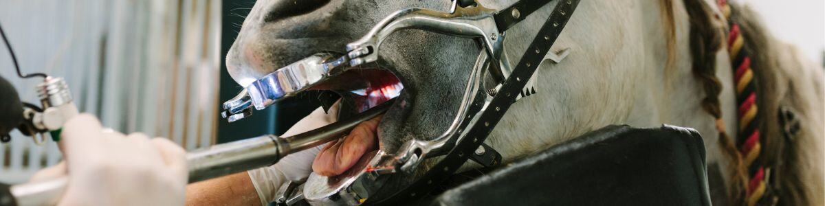 dental care horses