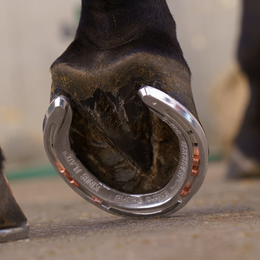Le fers à cheval Kerckhaert - forgé pour s'ajuster