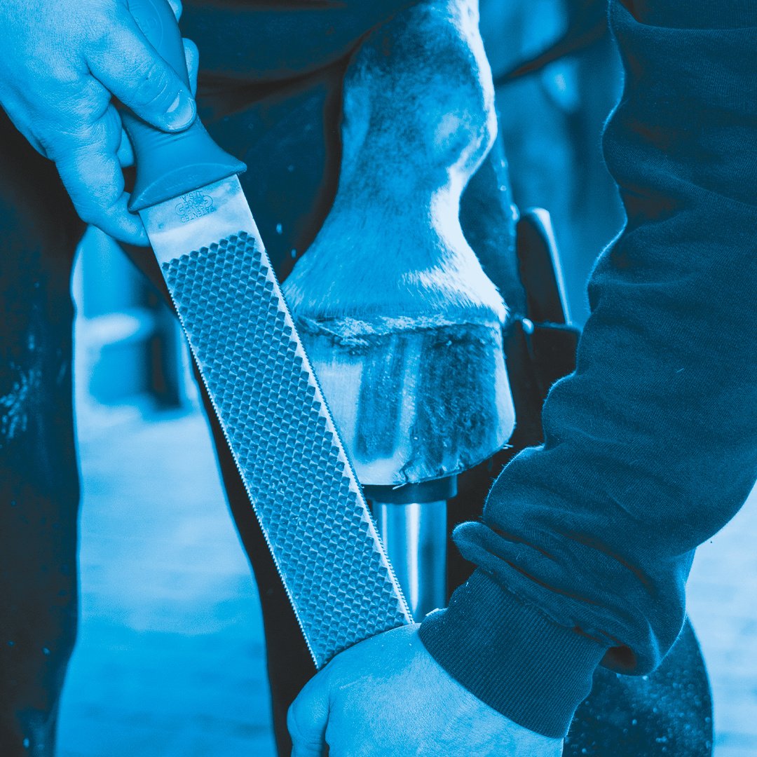 Save Edge - The Sharpest Hoof Rasps