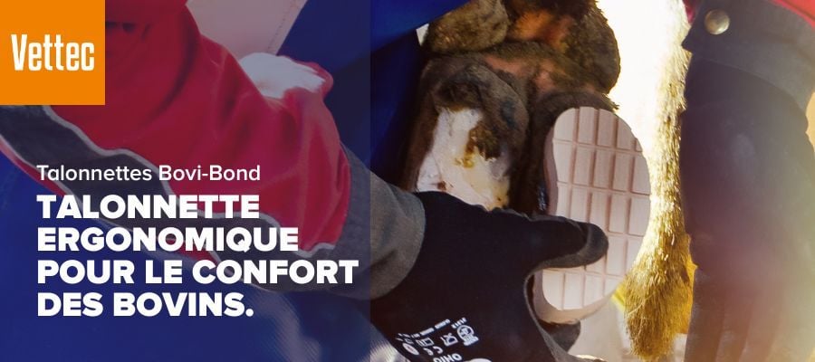 talonnettes bovibond