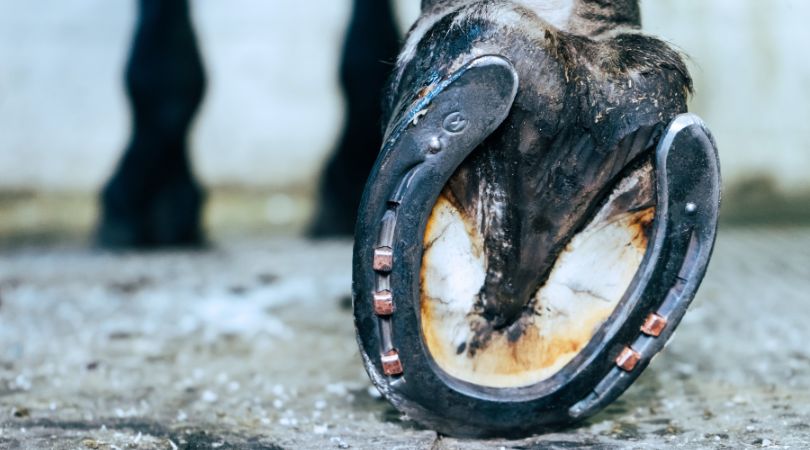 Beslag DF - Peter Peers