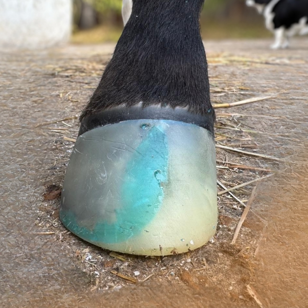 Eurofers_Extension_Poulain_SuperFast_Vettec