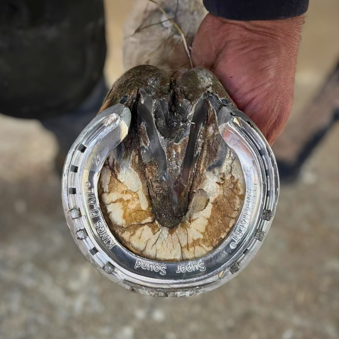 Ferrure Kings Plate Super Sound