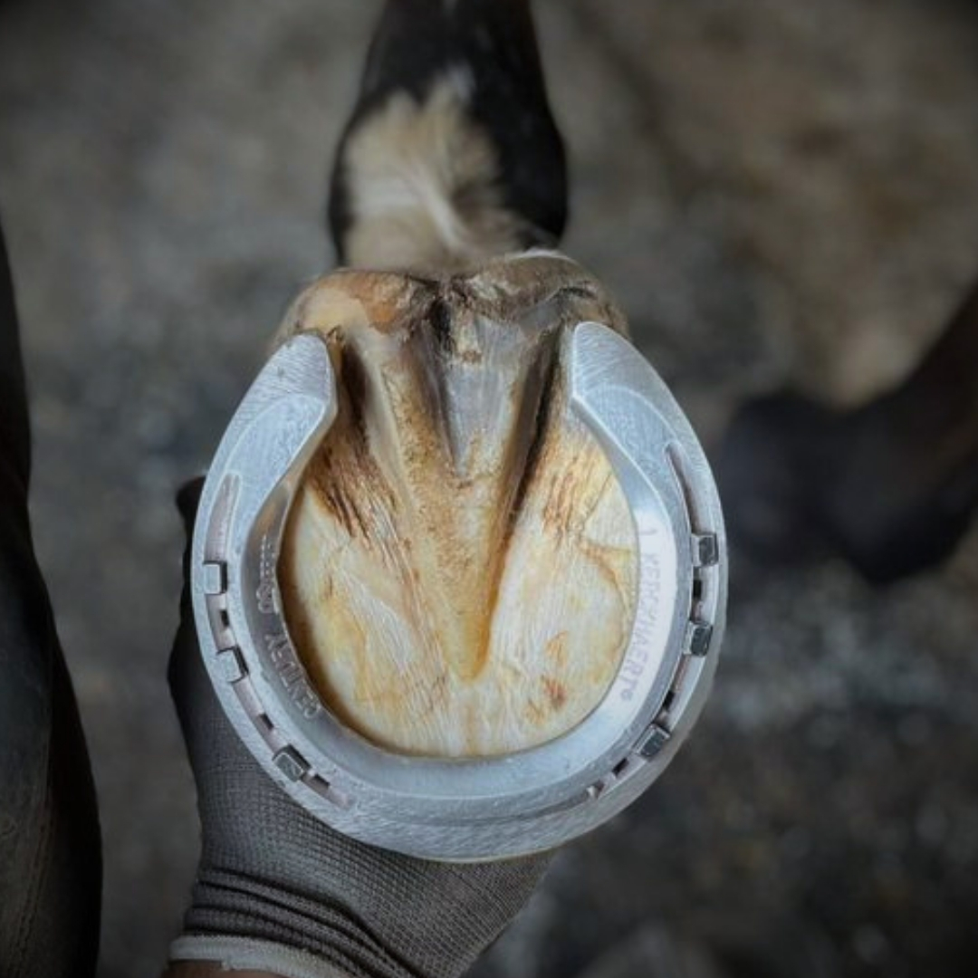 Ferrure aluminium Century Support