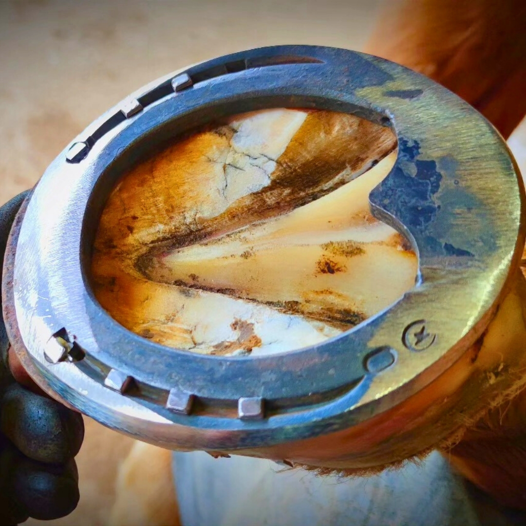 Ferrure orthopédique insert Egg Bar