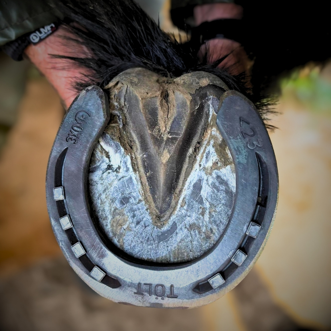 Ferrure poney Tolt Ferrure poney Tolt