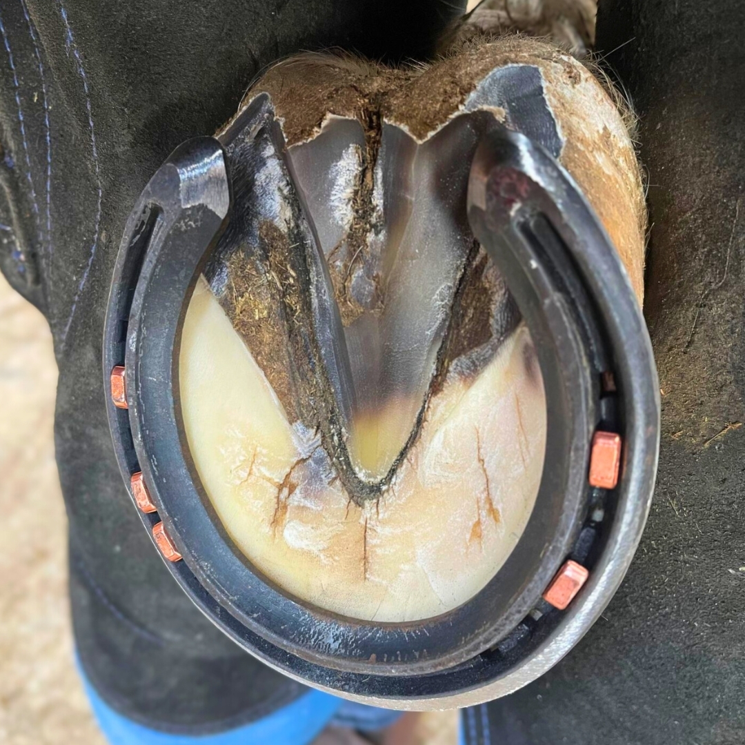 Extra-Sound-Polo-Eurofers