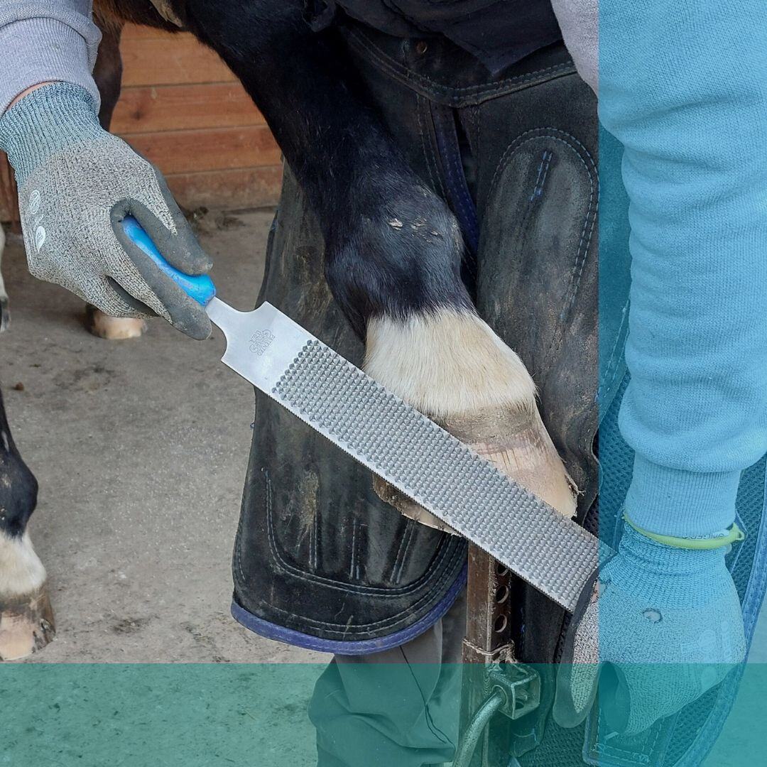 Farrier Jerome Boisset