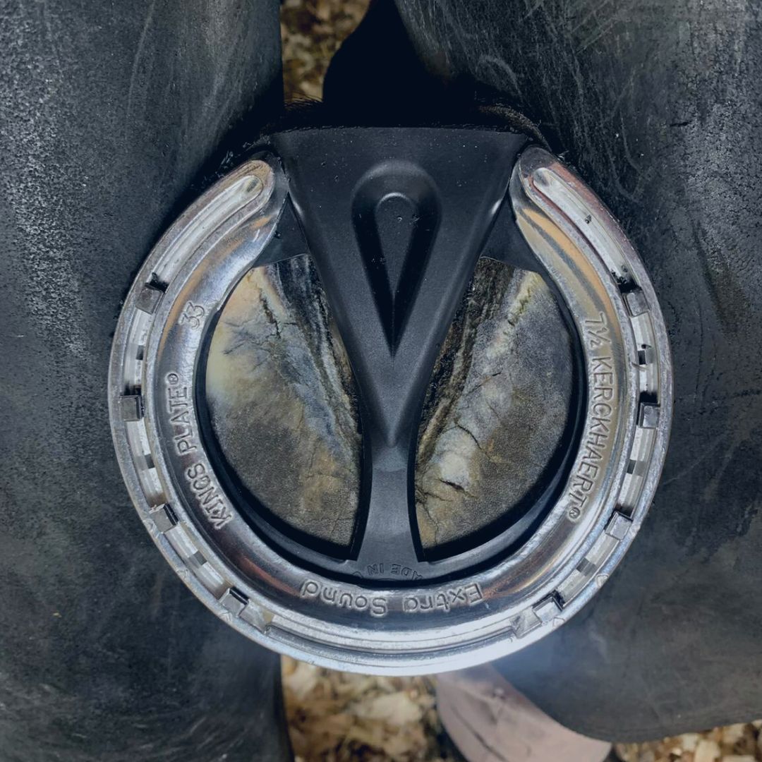 foto-beslag-ed eclipse