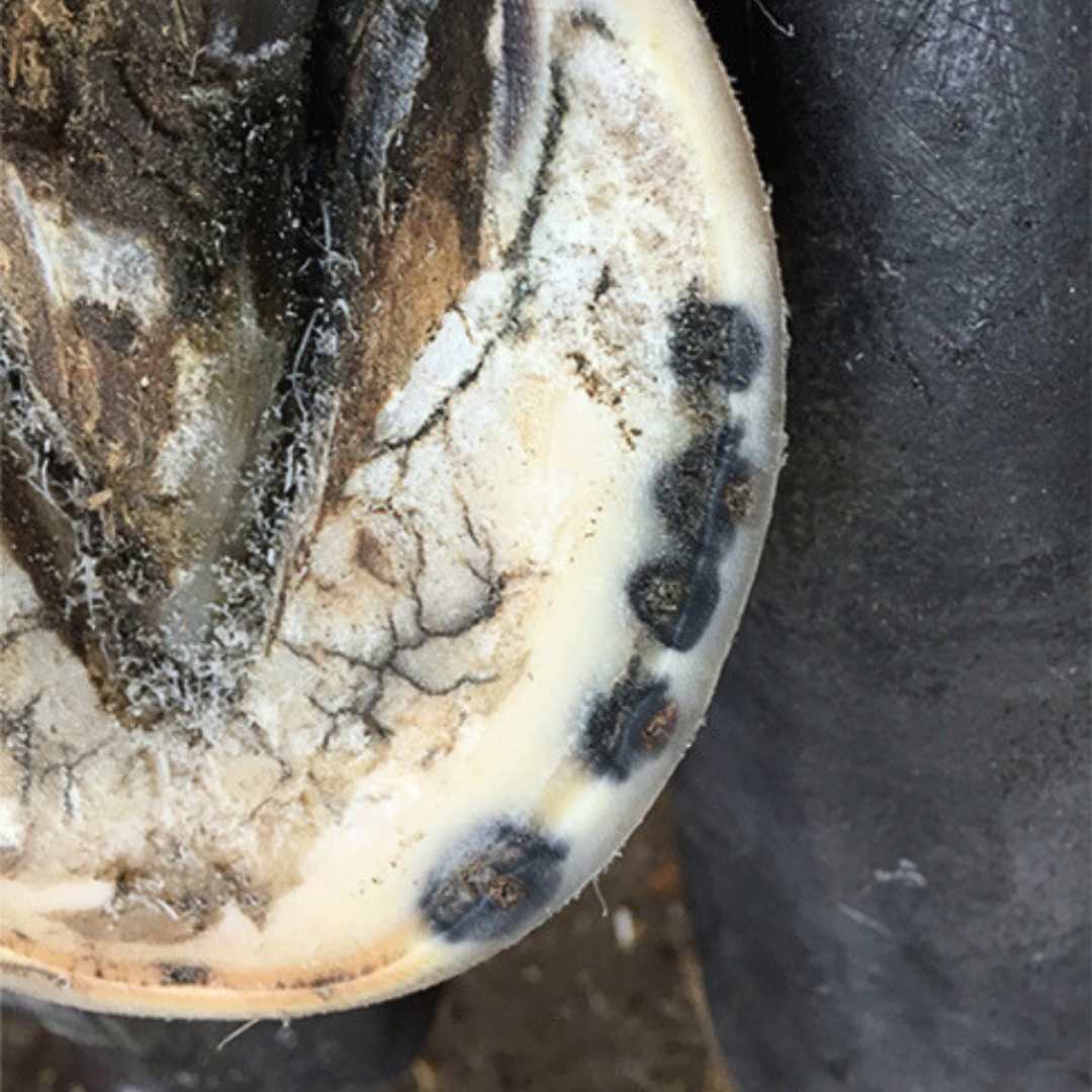 horseshoof-black nail holes